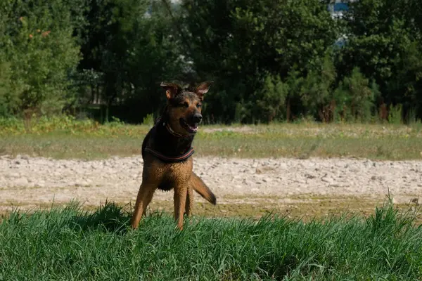 Köpek parkta oynuyor.