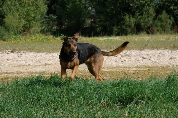 Alman çoban köpeği, hayvan