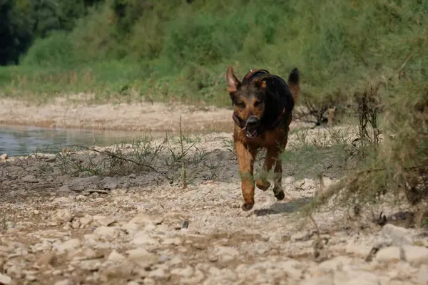 Karton evinde Avrupa kedisi.