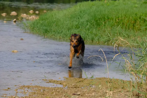 Nehirde koşan bir Alman çoban köpeği.