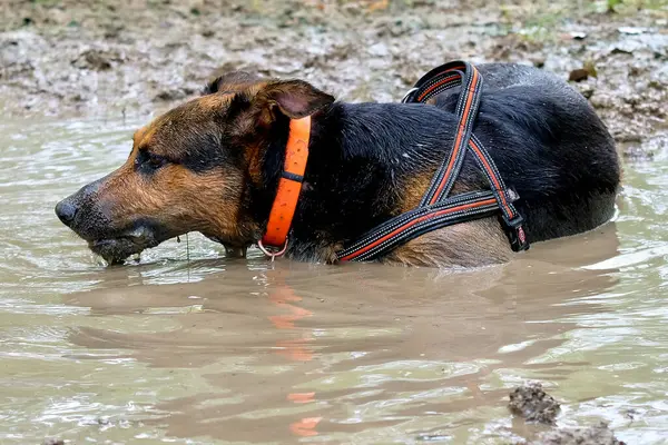 Köpek ormanda suyla oynuyor.