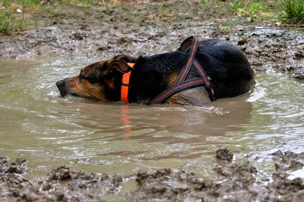 Su birikintisindeki köpek.
