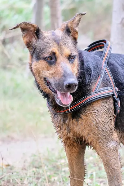 Sonbahar ormanında siyah bir köpek yürüyor. Sahibi ormanda doğada yürüyor..