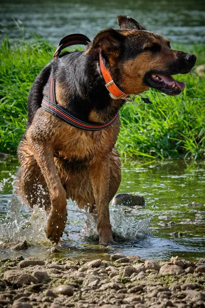 Alman çoban köpeği suya atladı.