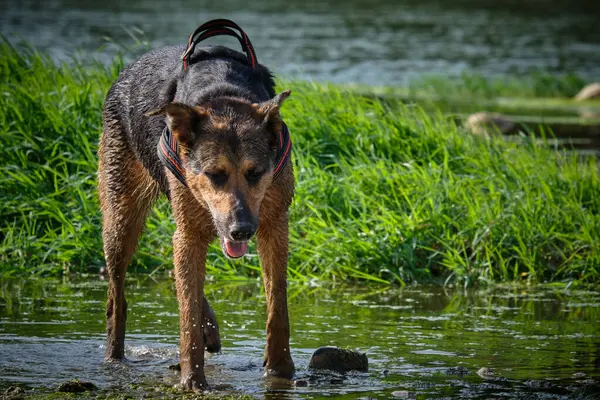 Sudaki yeşil çimlerin üzerinde siyah köpek
