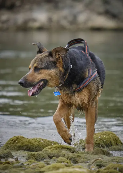 Köpek suda koşuyor.