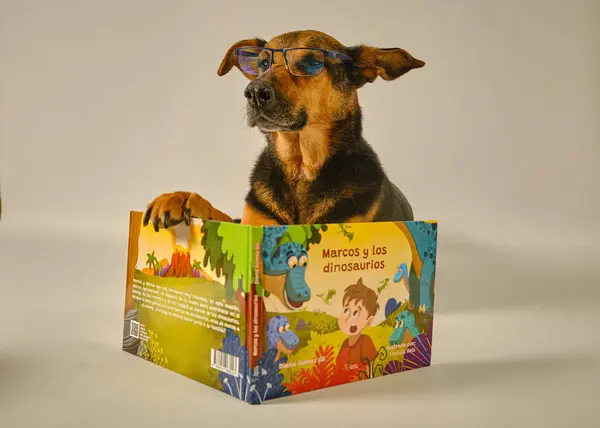 Beyaz arka planda oyuncağı olan tahta bir kutuda şirin bir chihuahua köpeği. Köpek kameraya bakıyor..