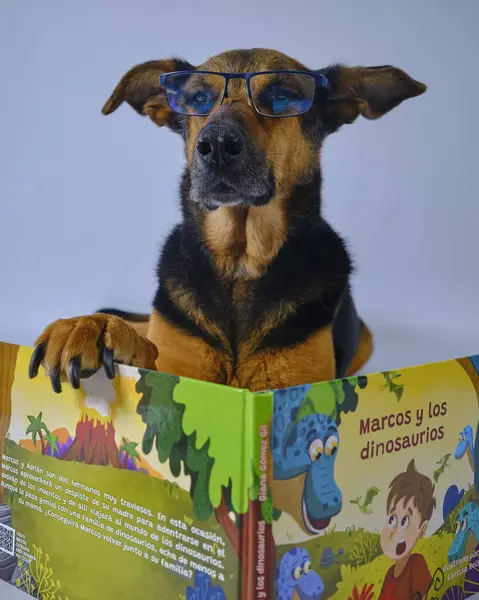 Kitabı ve oyuncağı olan bir köpek.