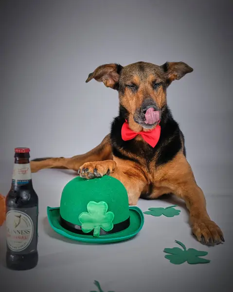 Biralı İrlanda teriyeri.