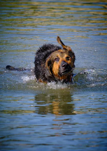 Nehirde Alman çoban köpeği