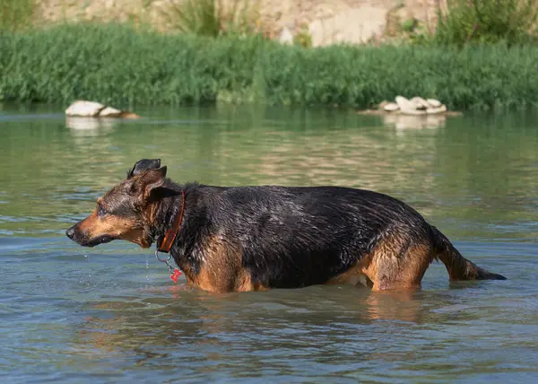 Alman çoban köpeği gölde.