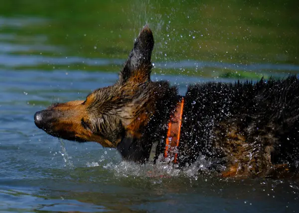Alman çoban köpeği suyun üzerinde koşuyor.