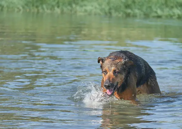 Alman çoban köpeği göldeki