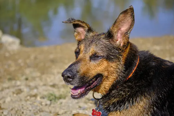Alman çoban köpeği portresi