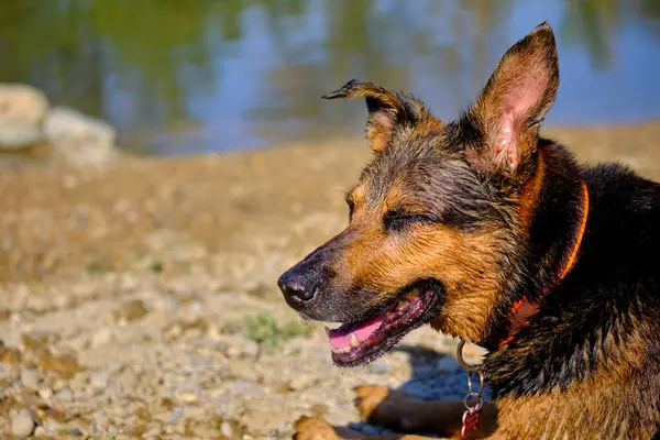 Şirin bir köpeğin portresi.