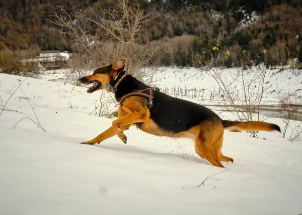 Kışın karlı bir köpek.