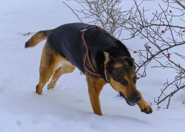 Kış ormanındaki köpek.