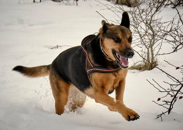 Alman çoban köpek kış portresi