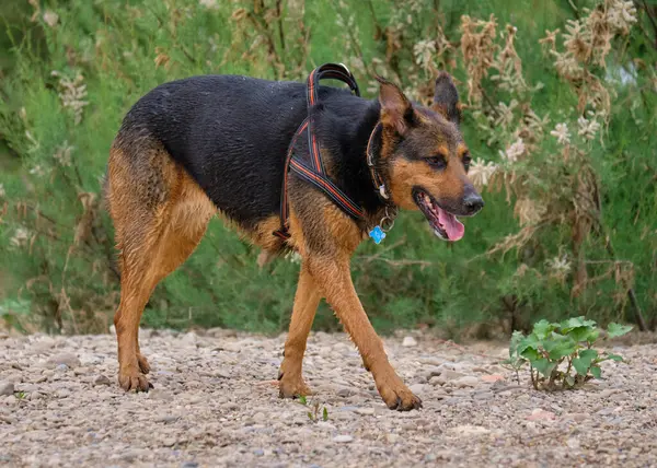 Alman çoban köpeği ve doberman bir yaz günü nehirde karışıyorlar. Alman çoban köpeği, doberman, safkan, köpek, nehir, yaz, tatil, eğlence, mutlu, koşmak, doğa, park, göl, zaragoza, aragon, İspanya, memeli