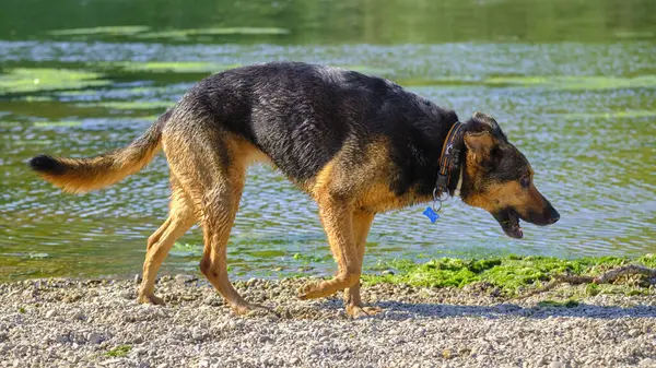 Alman çoban köpeği ve doberman bir yaz günü nehirde karışıyorlar. Alman çoban köpeği, doberman, safkan, köpek, nehir, yaz, tatil, eğlence, mutlu, koşmak, doğa, park, göl, zaragoza, aragon, İspanya, memeli
