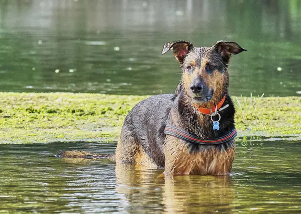 Alman çoban köpeği ve doberman bir yaz günü nehirde karışıyorlar. Alman çoban köpeği, doberman, safkan, köpek, nehir, yaz, tatil, eğlence, mutlu, koşmak, doğa, park, göl, zaragoza, aragon, İspanya, memeli
