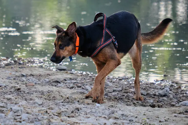 Alman çoban köpeği ve doberman bir yaz günü nehirde karışıyorlar. Alman çoban köpeği, doberman, safkan, köpek, nehir, yaz, tatil, eğlence, mutlu, koşmak, doğa, park, göl, zaragoza, aragon, İspanya, memeli