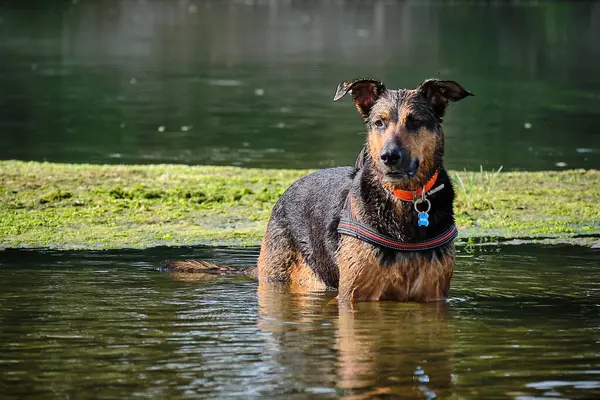 Alman çoban köpeği ve doberman bir yaz günü nehirde karışıyorlar. Alman çoban köpeği, doberman, safkan, köpek, nehir, yaz, tatil, eğlence, mutlu, koşmak, doğa, park, göl, zaragoza, aragon, İspanya, memeli