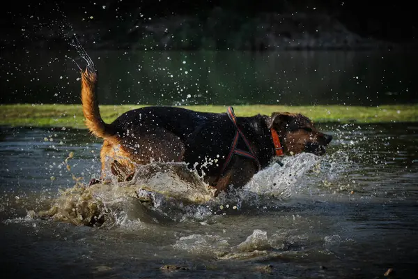 Alman çoban köpeği ve doberman bir yaz günü nehirde karışıyorlar. Alman çoban köpeği, doberman, safkan, köpek, nehir, yaz, tatil, eğlence, mutlu, koşmak, doğa, park, göl, zaragoza, aragon, İspanya, memeli