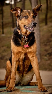 Şirin bir köpeğin portresi.