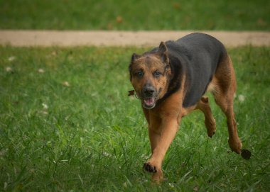 Siyah ve beyaz köpek çimenlerde koşuyor.