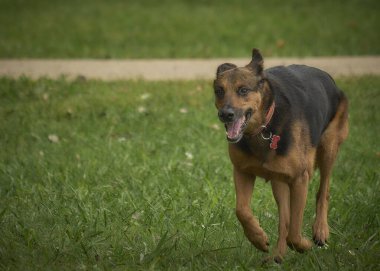 Köpek çimenlerde koşuyor..