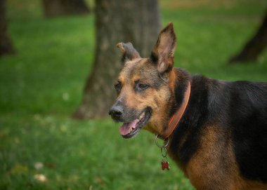 Alman shorthaired ibre portresi