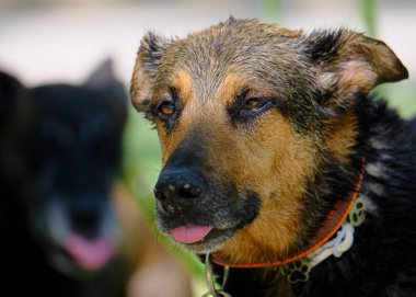 Güzel siyah bir köpeğin portresi..