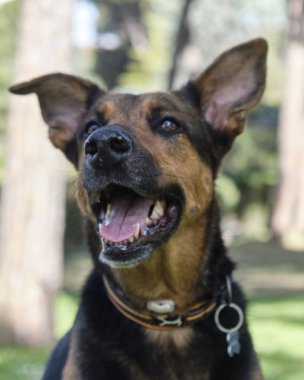 Siyah ve beyaz Alman çoban köpeği portresi