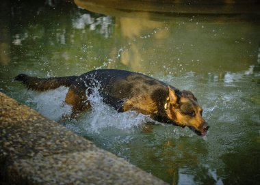 Köpek nehirde koşuyor.