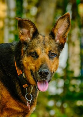 Doğada kahverengi bir Alman çoban köpeğinin portresi..
