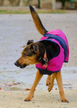 Şehir parkında köpek portresi