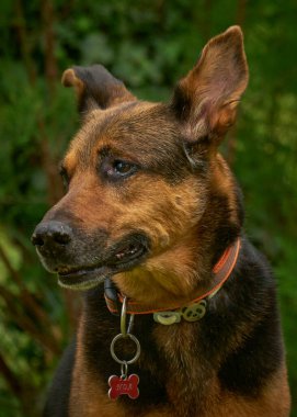 Bir köpeğe yakın.