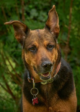 Alman çoban köpek portre