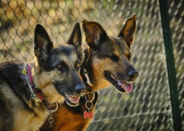Köpek çiftleşmesi Alman çoban köpeği