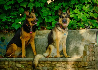 Duvarın arkasında iki güzel köpek.