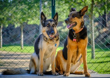 Parkta iki köpek oynuyor.