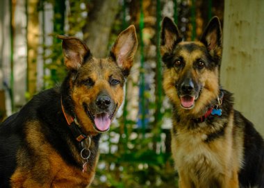 Siyah beyaz yakalı Alman çoban köpeği. İki köpek bankta oturuyor..