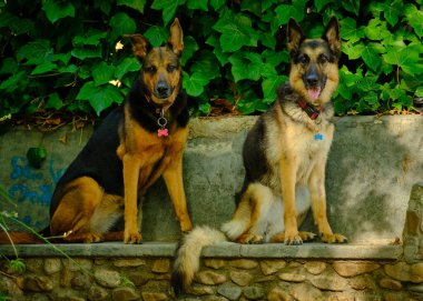 İki köpek yerde oturuyor..