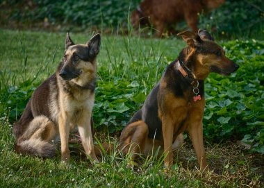 Alman çoban köpeği, siyah ve kahverengi.