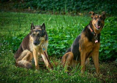 Bahçede iki güzel köpek