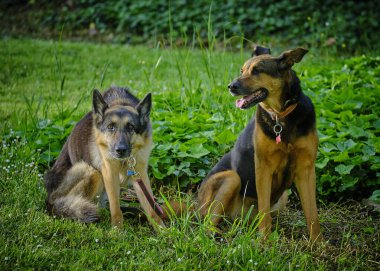 Çimlerin üzerinde iki köpek