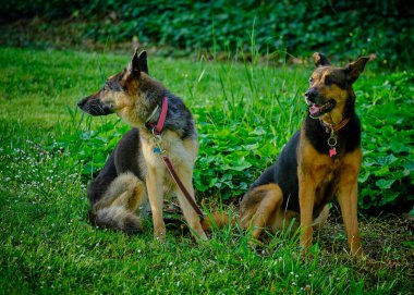 İki Alman köpeği çoban köpeği.