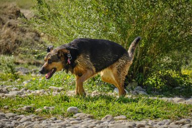 Sarı yakalı siyah bir köpeğin portresi.