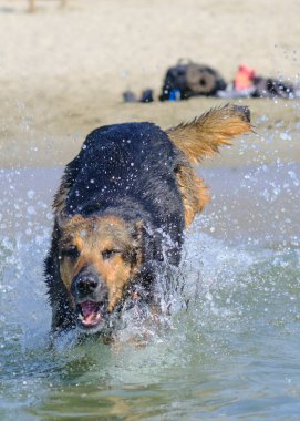 Alman çoban köpeği suda oynuyor.
